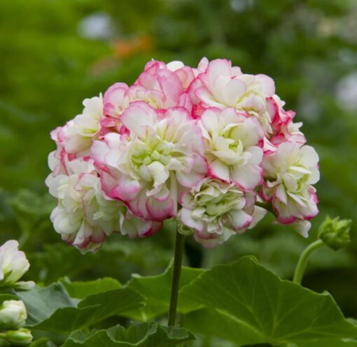 rosebud geranium seeds Appleblossom Rosebud Geranium Seeds ~ Plants ~ Garden ~ Grow Your Own ~ Spring Flowers ~ Instead of Flowers ~ Pink ~ Fresh Cut Flowers