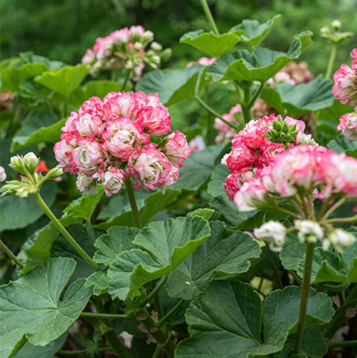 white geranium seeds Appleblossom Rosebud Geranium Seeds ~ Plants ~ Garden ~ Grow Your Own – Your Plant Bitch