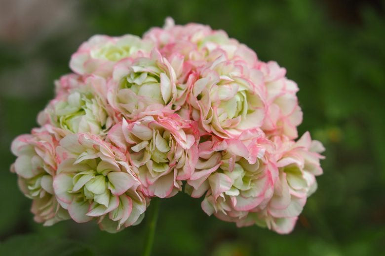 apple blossom geranium seeds Appleblossom Rosebud Geranium Seeds ~ Plants ~ Garden ~ Grow Your Own – Your Plant Bitch