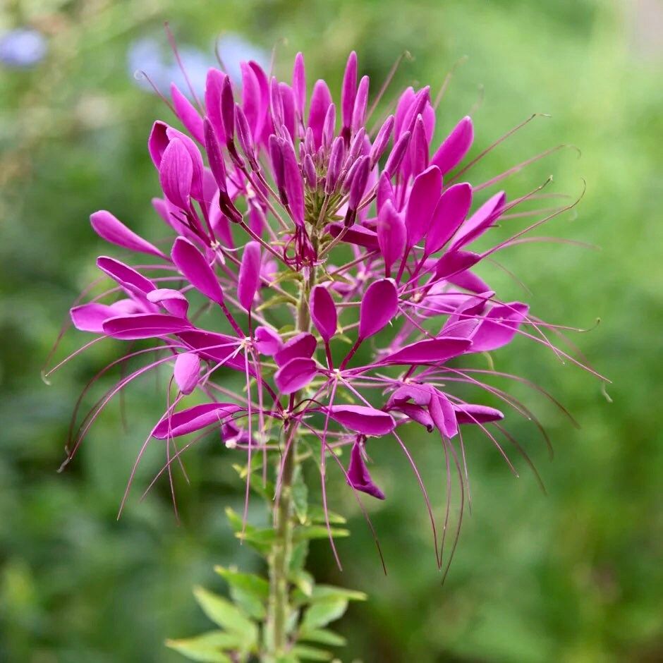 Violet Queen Cleome Seeds ~ Cleome Hassleriana ~ Spider Flower ~ Flowering Plant ~ Flower ~ Growing Flowers ~ Garden ~ Plants ~ Gardening