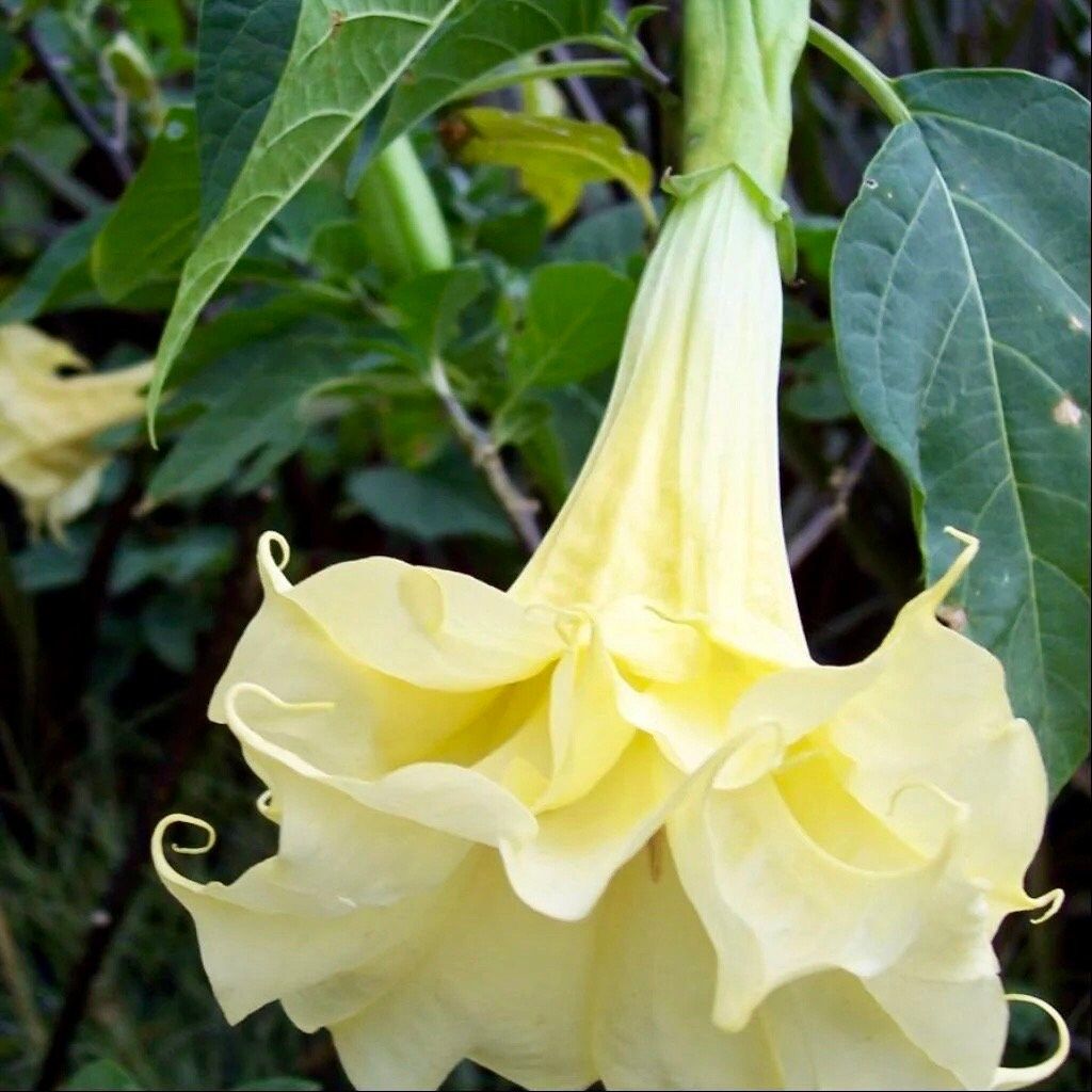 Double Datura Golden Queen Seeds ~ Devil’s Trumpet ~ Datura Metel ~Datura Golden Queen ~ Chlorantha ~ Moonflower