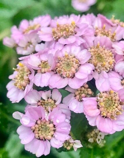 Yellow Love Parade Seeds ~ Achillea Sibirica ~ Rare ~ Rare Plants ~ Grow Your Own ~ Spring Flowers ~ Lovely ~ Bouquets ~ Garden