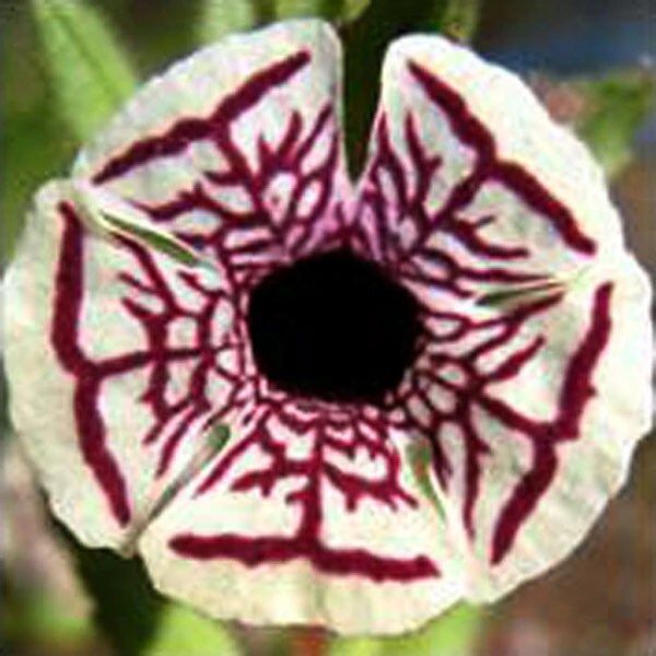 Rare Calico Monkey Flower Seeds ~ Diplacusictus Pictus ~ Garden ~ Grow Your Own ~ Spring Flowers ~ Instead of Flowers ~ Flowers