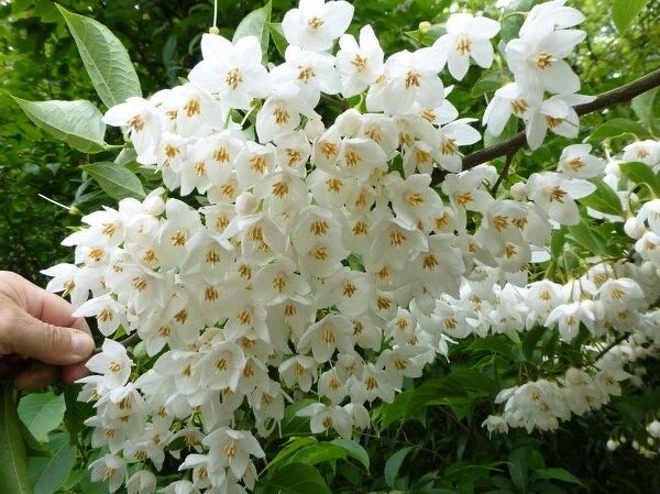 White Japanese Snowbell Seeds ~ Styrax Japonicus ~ Grow Your Own ~ Spring ~ Houseplants ~ Bonsai ~ Beautiful Flowers