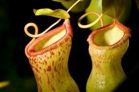 Pitcher Nepenthes ~ Monkey Cups ~ Carnivorous Plants ~ Nepenthes ~ Nepenthaceae ~ Exotic Plants ~ Usual Plants ~ Tropical