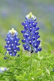 Texas Bluebonnet Seeds ~ Cool Flowers ~ Rare ~ Heirloom Seeds ~ Garden ~ Green Thumb ~ Blue Flowers ~ Plant ~ Flowers ~ Planting ~ Pretty