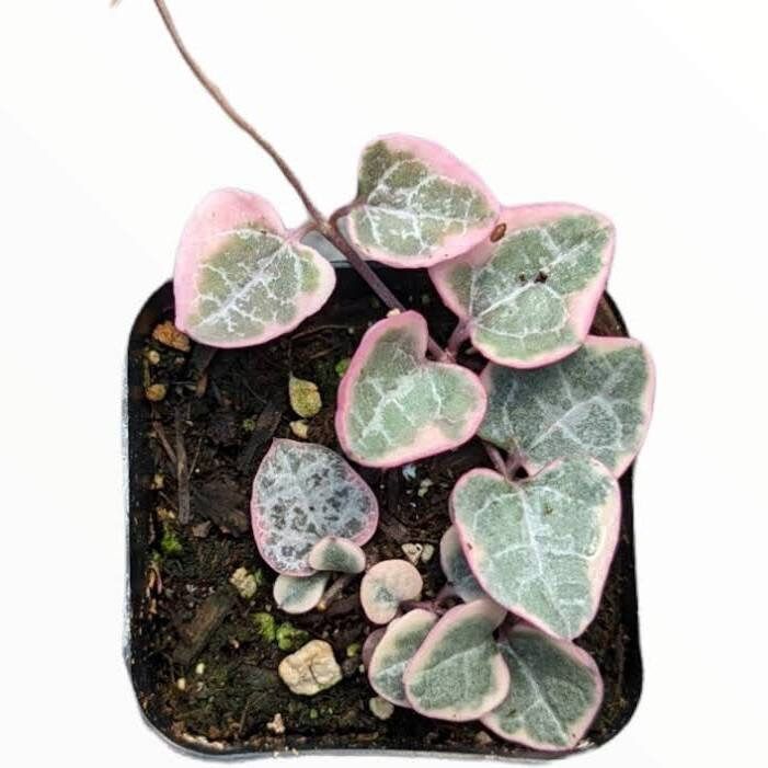 Variegated Ceropegia Woodii Seeds ~ Variegated String of Heart ~ Succulents ~ Plants ~ Garden ~ Grow Your Own ~ Spring Flowers