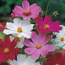 Mixed Cosmos Sea Shells Seeds ~ Bipinnatus ~ Mexican Aster