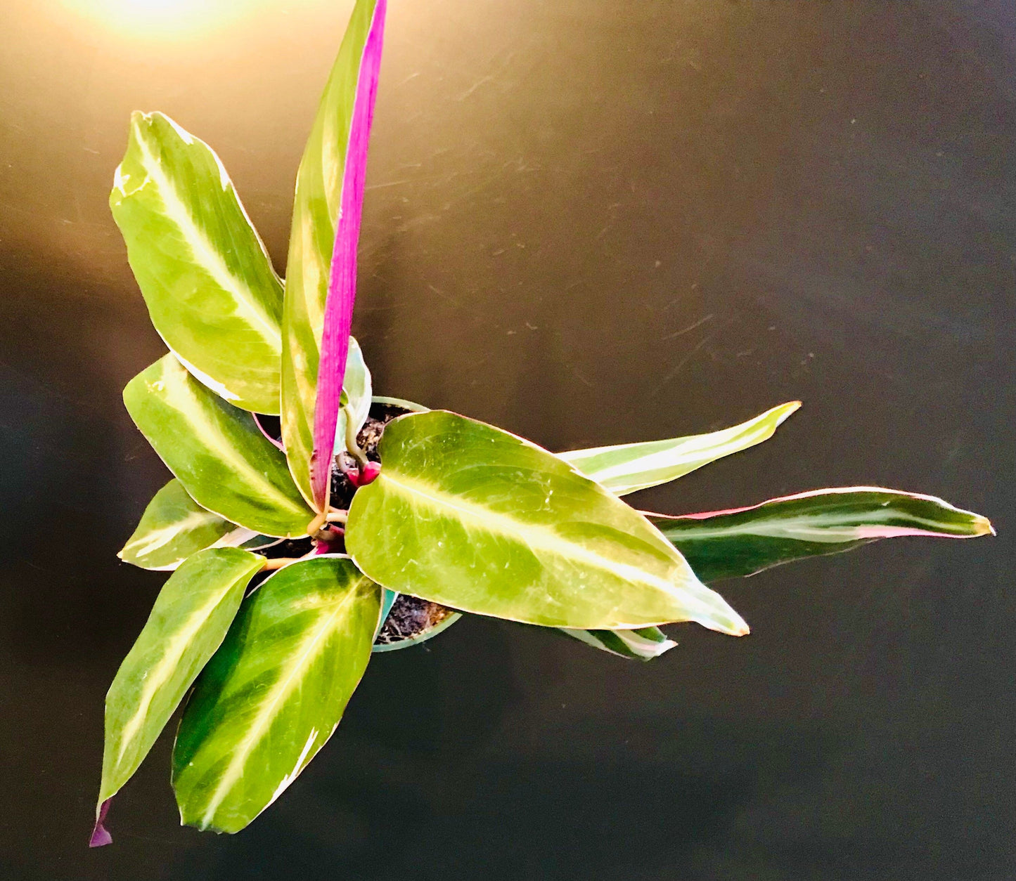 prayer plant tricolor Tricolor Prayer Plant ~ Stromanthe Triostar ~ Easy to Grow House Plant – Your Plant Bitch