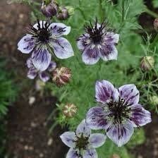 Nigella Papillosa Delft Blue Seeds ~ Forget Me Nots ~ Rare ~ Rare Plants ~ Grow Your Own ~ Spring Flowers