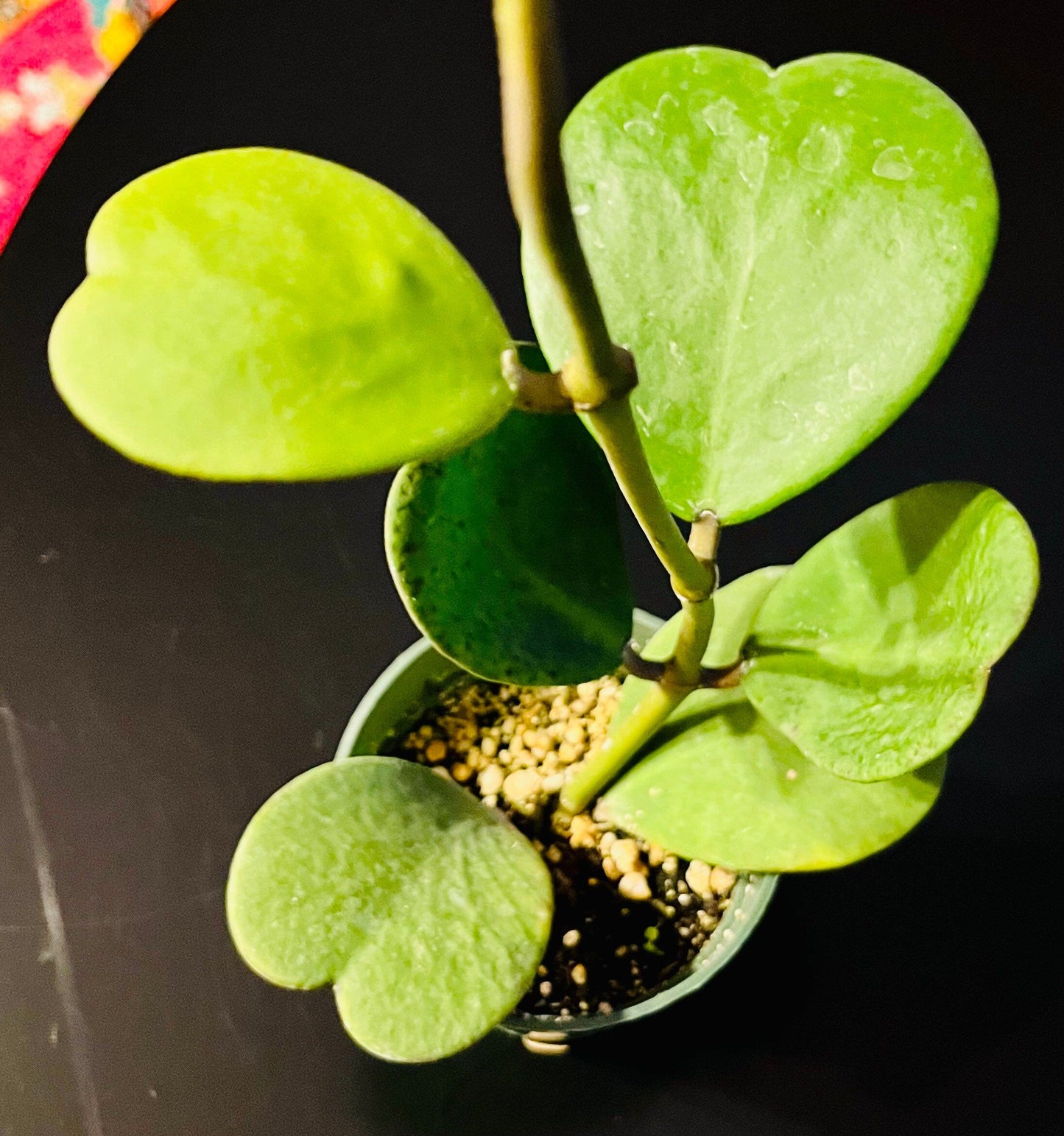 Hoya Kerrii ~ Hoya Hearts ~ Hoya ~ Sweetheart Hoya ~ Heart-Shaped Hoya ~ Wax Heart Plant ~ Love Heart Plant ~ Lucky Hearts Plant