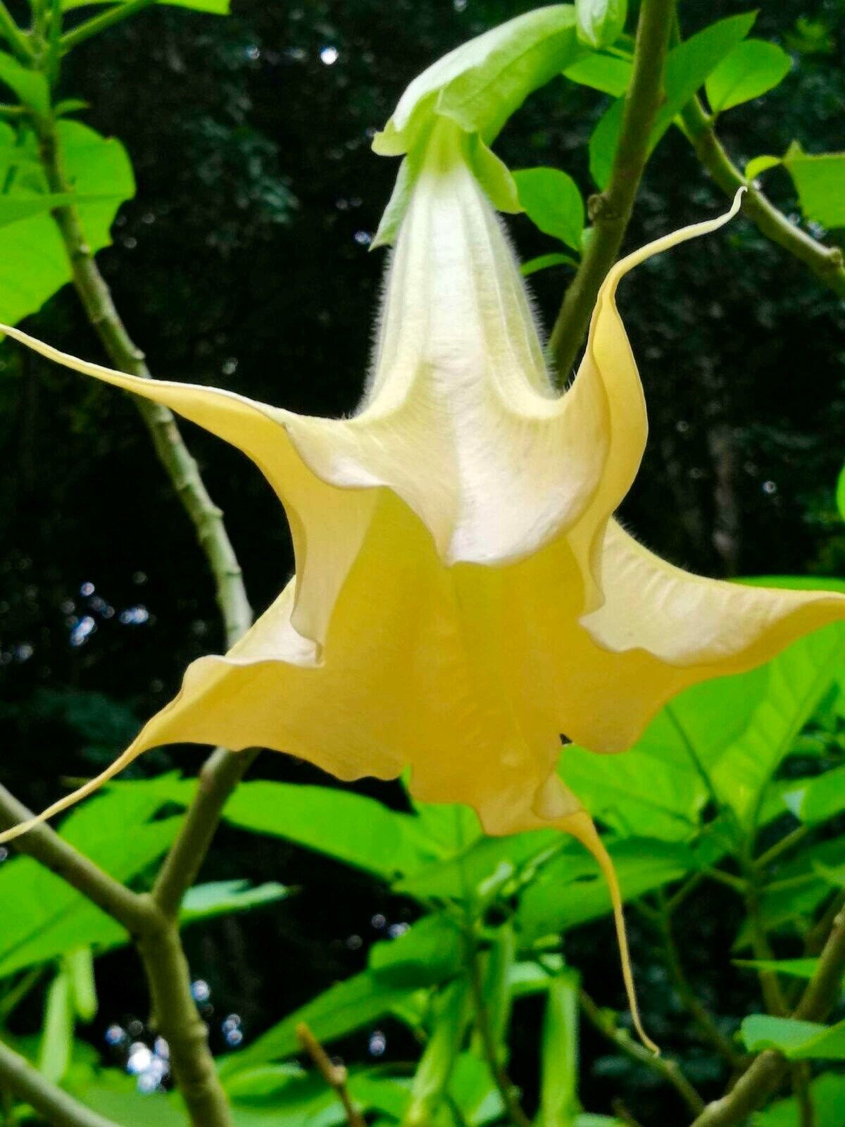 Double Datura Golden Queen Seeds ~ Devil’s Trumpet ~ Datura Metel ~Datura Golden Queen ~ Chlorantha ~ Moonflower