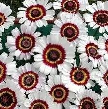 Mix Painted Daisy Seeds ~ Tanacetum Coccineum ~ Chrysanthemum Coccineum ~ Bouquets ~ Spring ~ Gardeners ~ Flowers