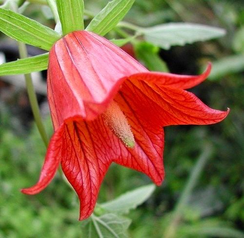 Rare Canary Island Bellflower Seeds ~ Canarina Canariensis ~ Exotic ~ Unique ~ Tropical