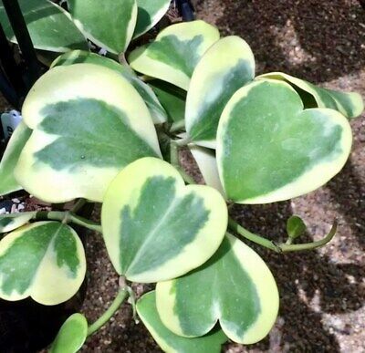 Hoya Kerrii Variegata Seeds ~ Sweetheart Plant Lucky ~ Heart Succulent Home ~