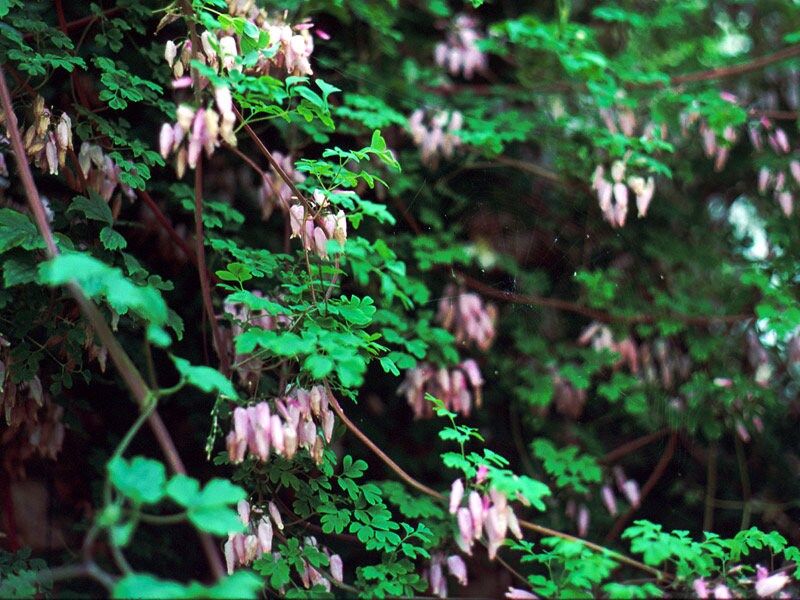 climbing plant seeds Adlumia Fungosa Seeds ~ Allegheny Vine ~ Blooms ~ Climbing Perennial ~ Grow Your Own ~ Spring