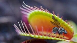 Variety Venus Flytrap Seeds ~ The Seeds of Giants ~ Carnivorous Plants ~ Carnivore ~ Grow Your Very Own