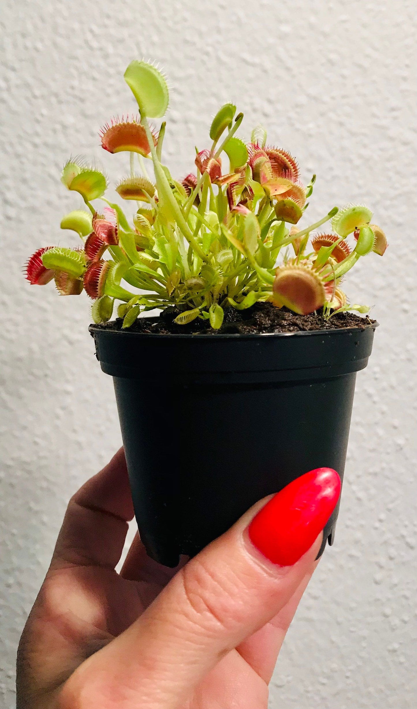 Venus Flytrap with Flower Vase ~ Dionaea Muscipula ~ Carnivorous Plants ~ Carnivore ~ Houseplant