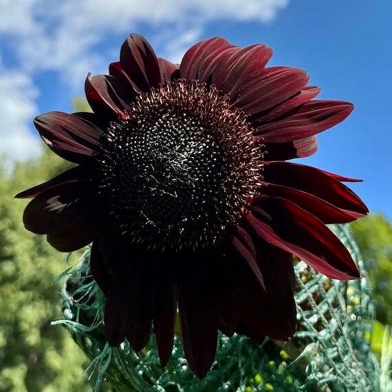 black sunflower seed plants Rare 'Black Beauty' Sunflower Seeds ~ Helianthus Annuus ~ Pretty Flowe – Your Plant Bitch