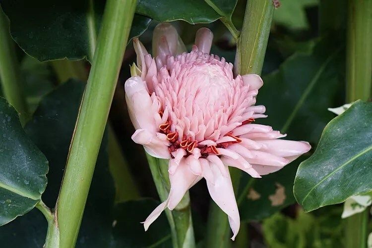 Pink Ginger Torch Seeds ~ Etlingera Elatior ~ Exotic ~ Cut Flowers ~ Flowering Blooms ~ Unique Flowers ~ Bouquets ~ Tropical