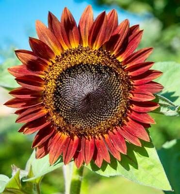 Evening Sun Sunflower Seeds ~ Pretty Flowers ~ Garden ~ Fall ~ Heirloom Seeds ~