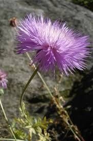 Amberboa Moschata ‘Crown Mixture’ Seeds ~ Plants ~ Garden ~ Grow Your Own ~ Spring Flowers ~ Instead of Flowers