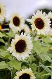 White Nite Sunflower Seeds ~ Helianthus Annuus ~ Pretty Flowers ~ Garden ~ Fall ~ Heirloom Seeds ~ Autumn