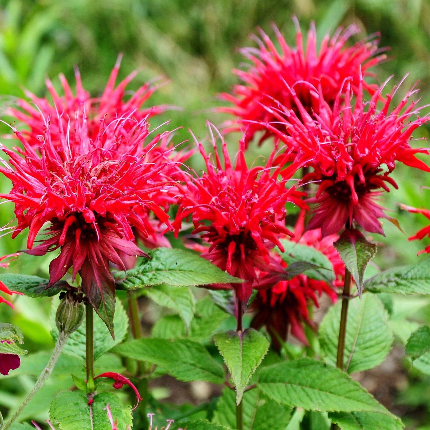 Scarlet Bee Balm Seeds ~ Monarda Didyma ~ Bees ~ Spring Time ~ Grow Your Own ~ Spring ~ Flowers