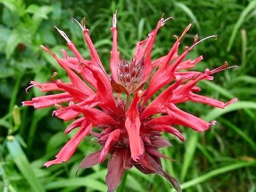 Scarlet Bee Balm Seeds ~ Monarda Didyma ~ Bees ~ Spring Time ~ Grow Your Own ~ Spring ~ Flowers