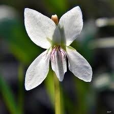 Viola Lanceolata Seeds ~ Lance-Leaved Violet ~ Bog White Violet