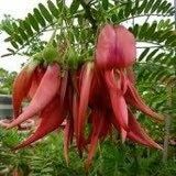 Clianthus Puniceus ‘Pink Flamingo’ Seeds ~ Spring Flowers ~ Instead of Flowers ~ Presents ~ Gifts ~ Sympathy ~ Rare