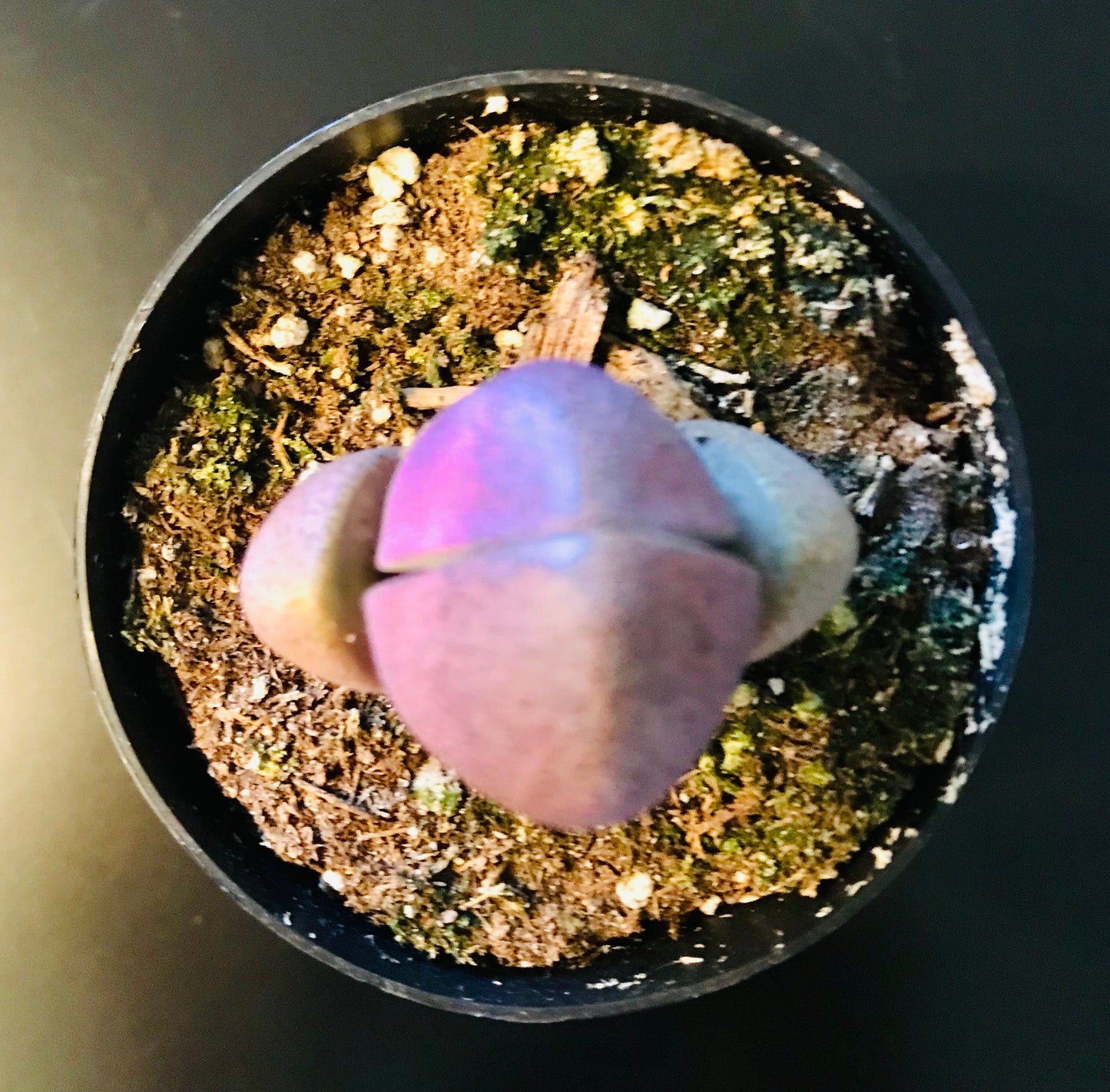 Royal Flush ~ Mimicry Plant ~ Pleiospilos Nelii ~ Purple Split Rock ~ Cleft Stone ~ Succulent