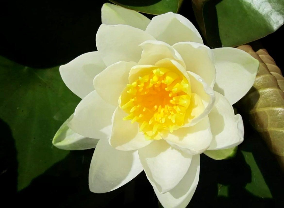 Heirloom Colorful Lotus Seeds ~Rare~Water Plants~ Bonsai Hydroponic Garden~Grow UR Own~Stocking Stuffers~Nelumbo Spp.