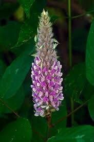 Uraria Crinita ~ Asian Foxtail ~ Exotic ~ Pretty Flowers ~ Green Thumb ~ Flowers