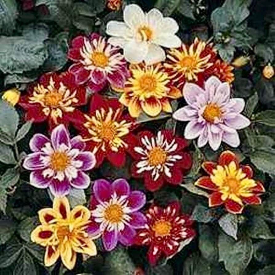 Dandy Mix Dahlia Seeds ~ Plants ~ Garden ~ Grow Your Own ~ Spring Flowers ~ Instead of Flowers ~ Flowers