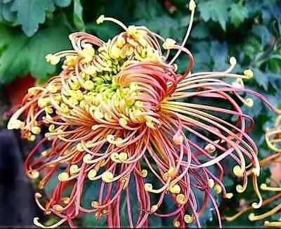 Japanese Spider Chrysanthemums Seeds ~ Garden ~ Pretty Flowers ~ Japan ~ Exotic