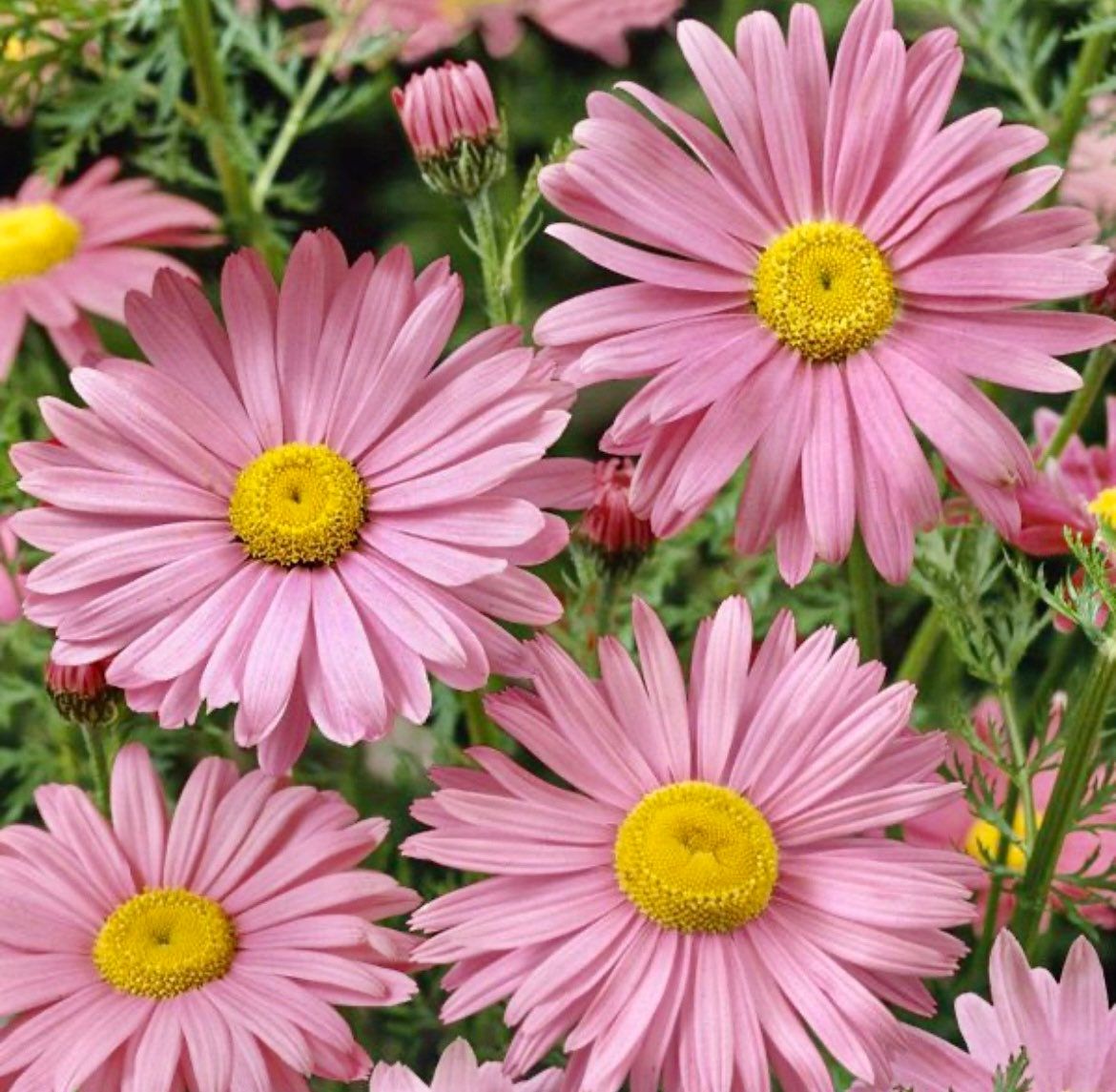 Rose Chrysanthemum Seeds ~ Cool Flowers ~ Rare ~ Heirloom ~ Bouquets ~ Spring ~ Gardeners ~ Flowers