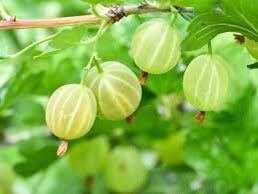 Mixed Gooseberry Seeds ~ Plants ~ Garden ~ Grow Your Own ~ Spring Flowers ~ Instead of Flowers ~ Fruit