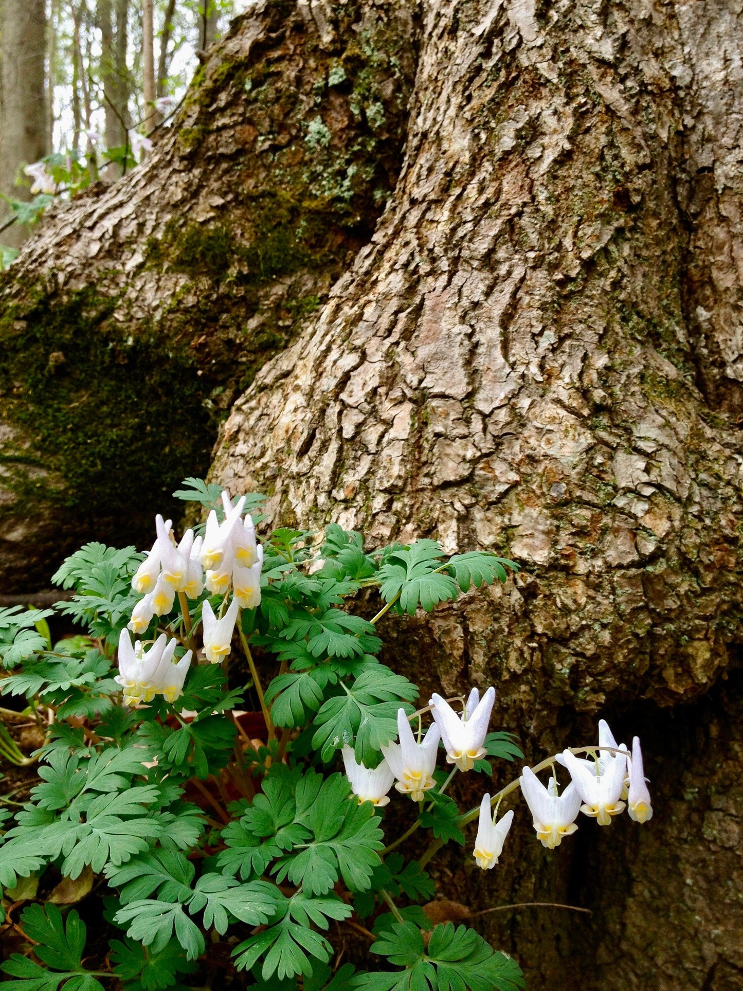 Dutchman's Breeches Seeds ~ Dicentra Cucullaria ~ Plants ~ Garden ~ Grow Your Own ~ Spring Flowers ~ Instead of Flowers ~ Presents