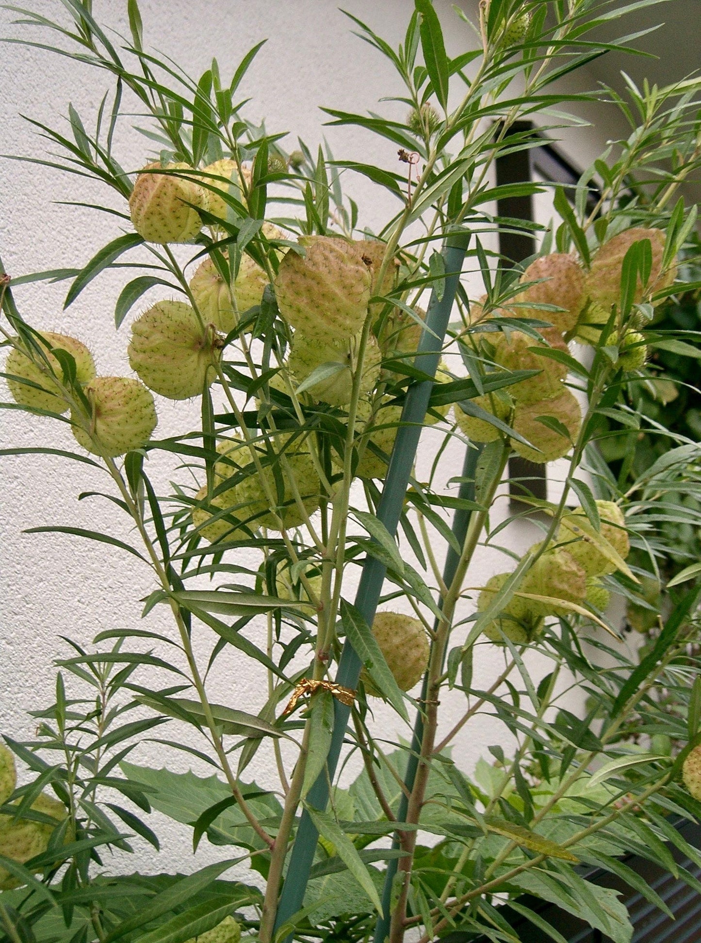 Hairy Balls Seeds ~ Jewels OG ~ Gomphocarpus Physocarpa ~ Balloon Plant ~ Milkweed Plants ~ Garden ~ Grow Your Own ~ Spring Flowers