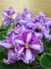 Rare African Violet Seeds ~ Saintpaulia ~ Indoor Plant ~ House Plants ~ Christmas Presents ~ Holiday Gifts ~ Stocking Stuffers