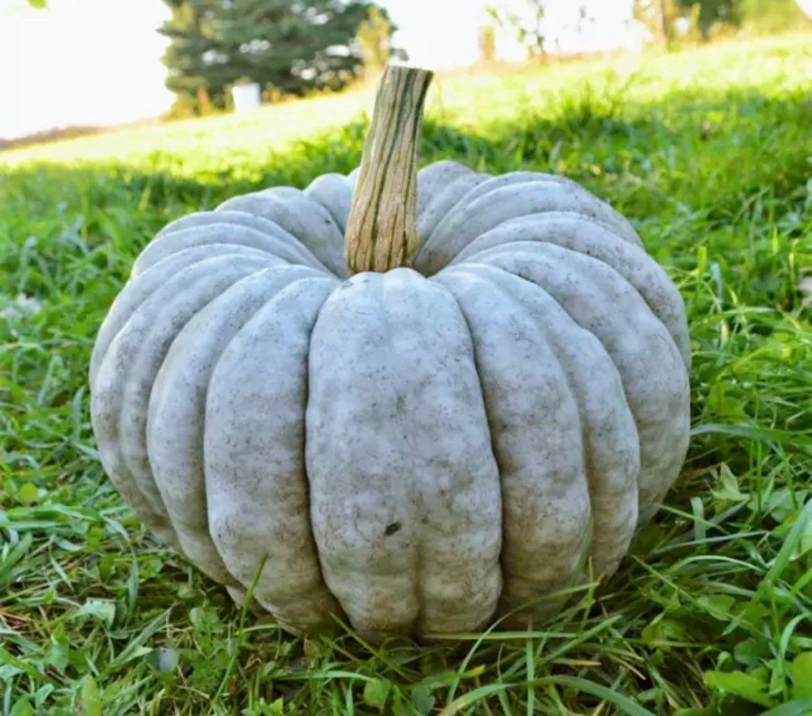 Jarrahdale Blue Pumpkin Seeds ~ Jarradale Queensland ~ Fairytales ~ Cinderella ~ Autumn