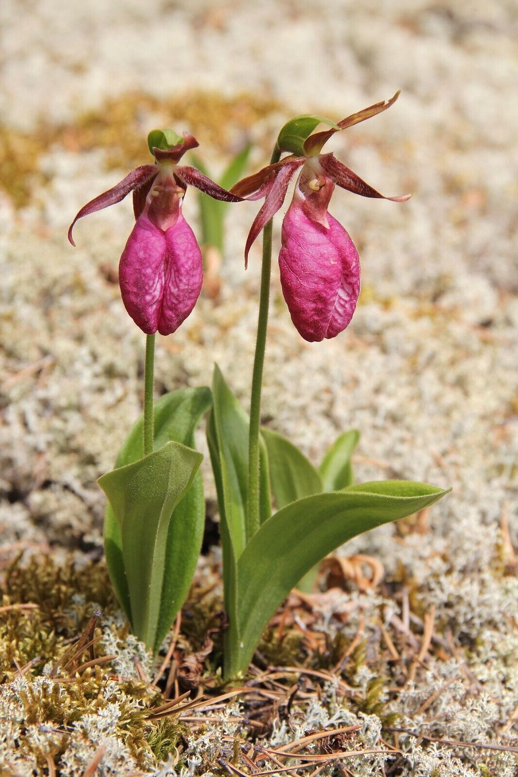 Pink Lady’s Slipper Orchid Seeds ~ Moccasin Flower ~