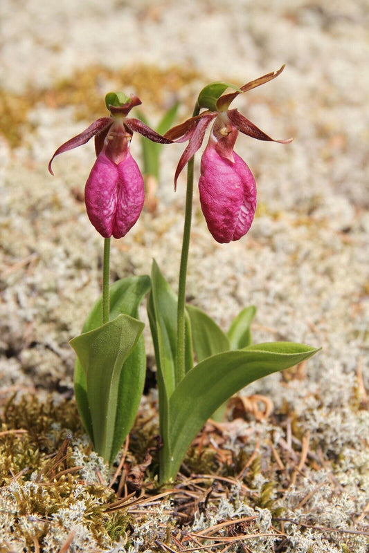 Yellow Lady’s Slipper Orchid Seeds ~ Moccasin Flower ~ Pretty Flowers ~ Unique ~ Experienced Grower