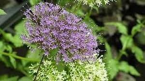 Trachelium Caeruleum Seeds ~ Blue Throatwort ~ Plant Your Own ~ Gardening ~ Yard ~ Flowers