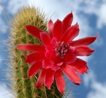 Cleistocactus Samaipatanus Seeds ~ Succulent ~ Cacti ~ Cárdenas ~ Cool Flowers ~ Rare ~ Easy Care