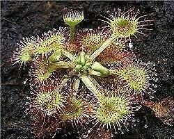 Drosera Rotundifolia Seeds ~ Roundleaf Sundew ~ Carnivorous Plants ~ Sundews ~