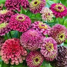 Zinnia “Queen Lime Red” Seeds ~ Flowers ~ Butterflies Love ~ Non-GMO Seeds ~ Cool Flowers ~ Rare