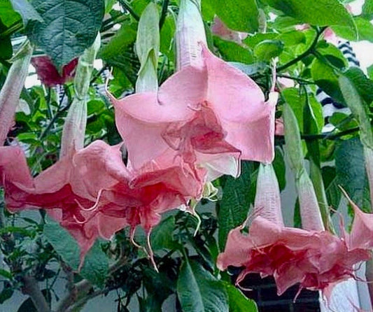 Frosty Pink Angel’s Trumpet Vine Seeds ~ Peach ~Brugmansia Sanguinea ~ Trumpet Creeper ~ Fresh Seeds ~ Bloom ~ Flowers ~ Fragrance ~ Pretty