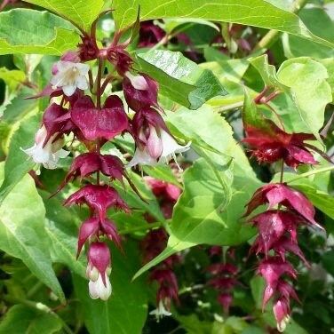 Rare Gold Leaf Himalayan Honeysuckle Seeds ~ Leycesteria Formosa ~ Plants ~ Garden ~ Grow Your Own ~ Spring Flowers ~ Unique